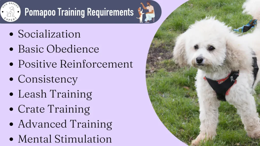 Pomapoo training requirements