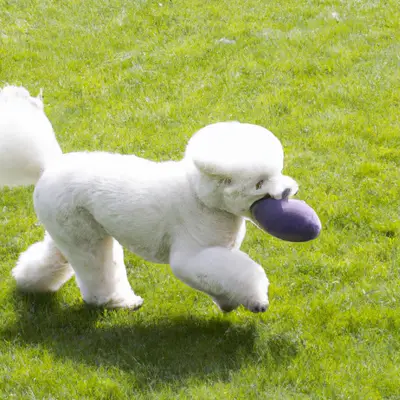 Poochon training