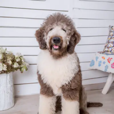 Sheepadoodle