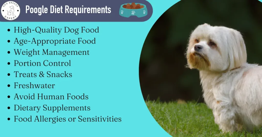 poogle diet requirements