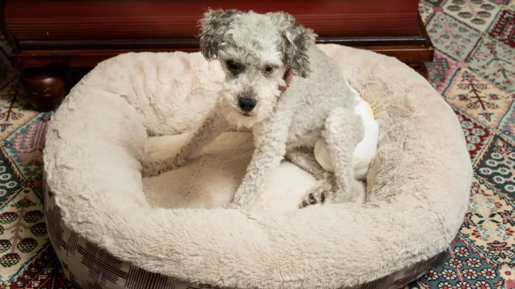 YorkiPoo