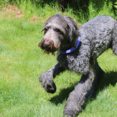Weimardoodle
