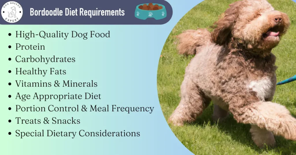 Bordoodle diet requirements