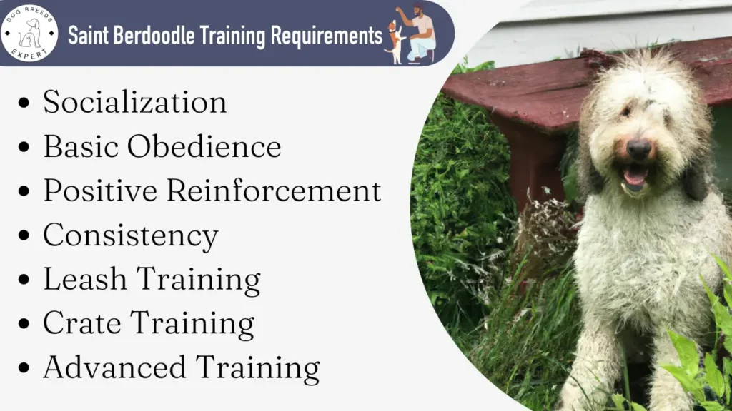Saint Berdoodle training requirnements