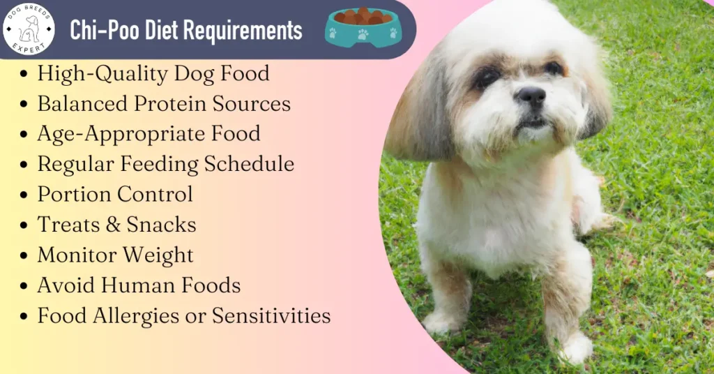 ChiPoo food requirements