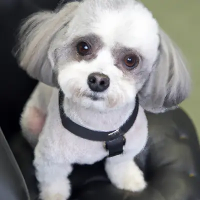 Shih-Poo