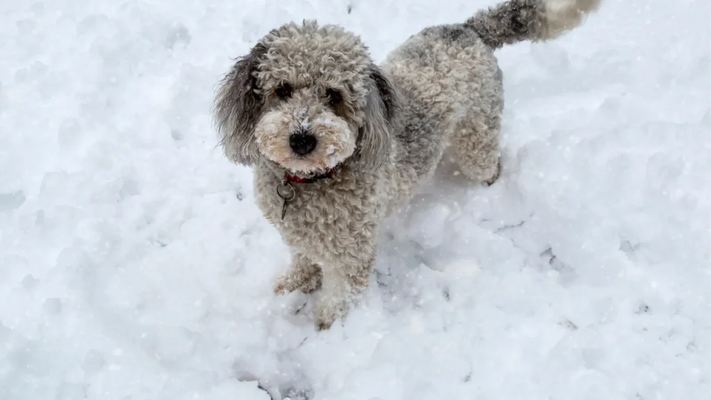Aussiedoodle