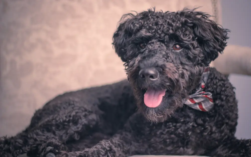 Schnoodle