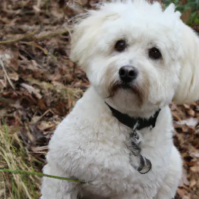 white Westiepoo