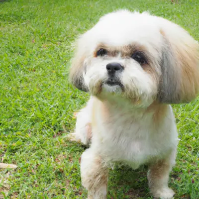 ChiPoo