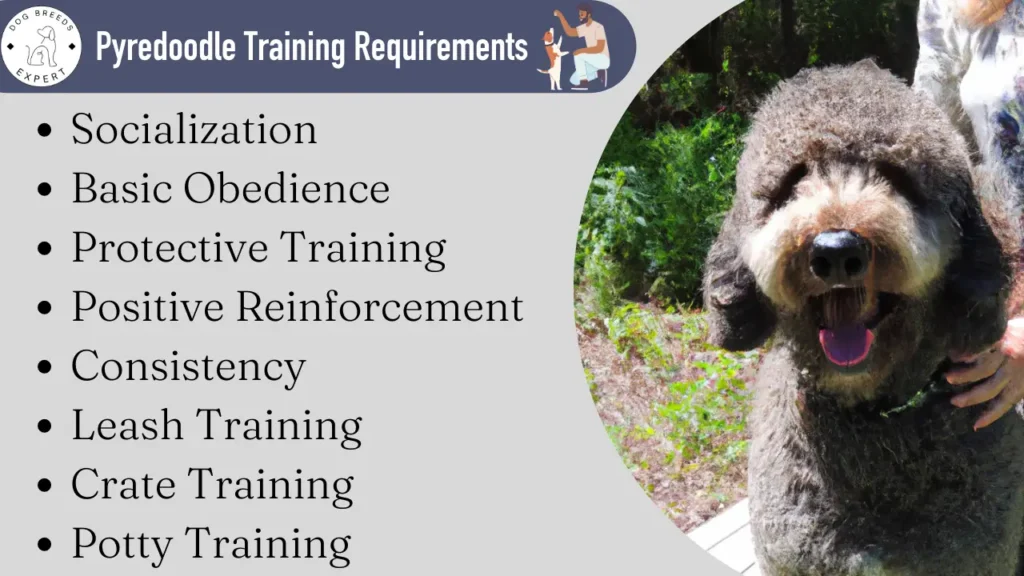 Pyredoodle training requirements