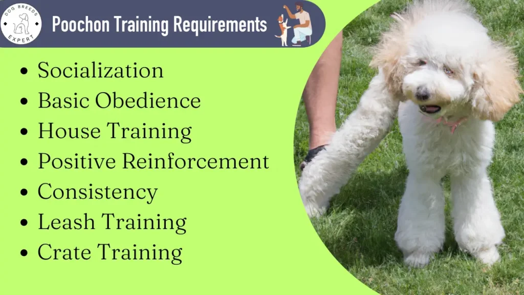 Poochon Mixed Dog Breed training requirements