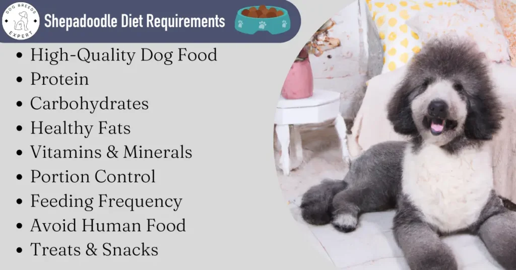 Shepadoodle Diet Requirements