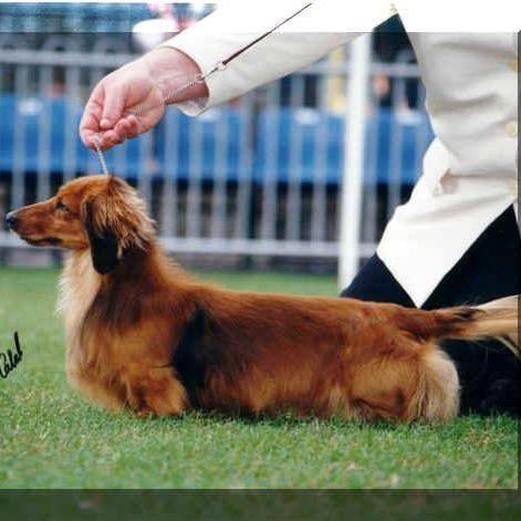 Sarsica Dachshund Breeder