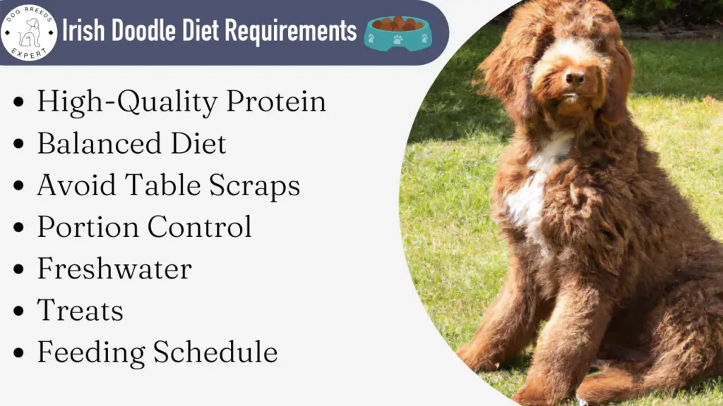 Irish Doodle food requirements