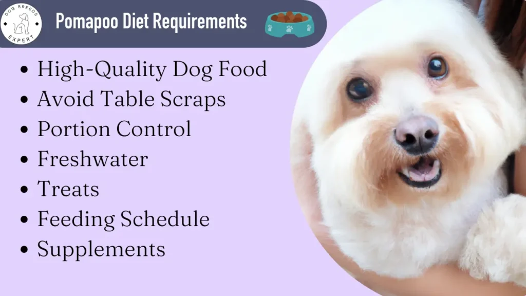 Pomapoo Diet requirements