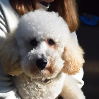 Poochon with owner