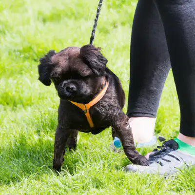 Pugapoo training