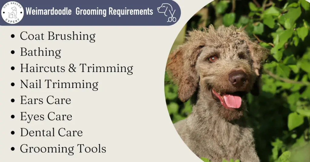 Weimardoodle grooming requirements