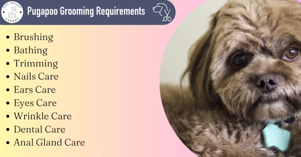 pugapoo grooming Needs