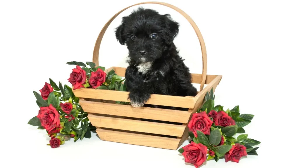 YorkiPoo