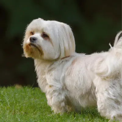 white poogle