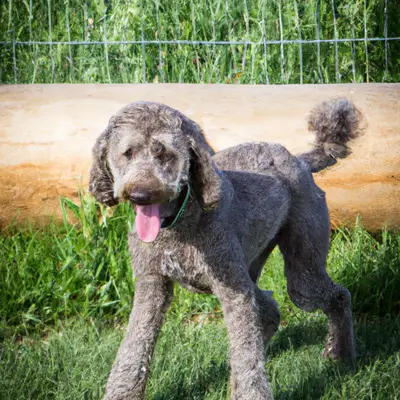 Weimardoodle
