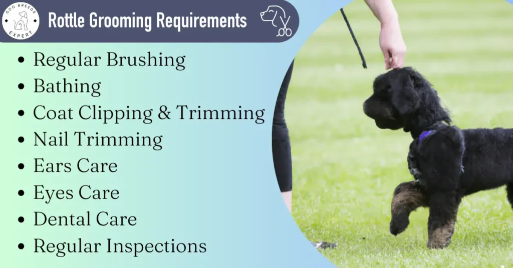 rottle grooming Requirements