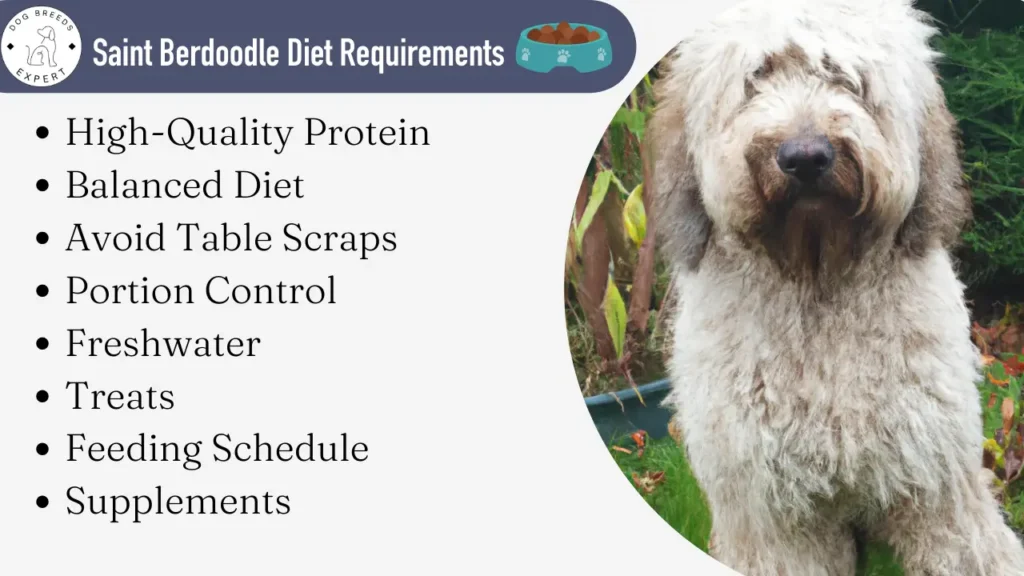 Saint Berdoodle diet requirements