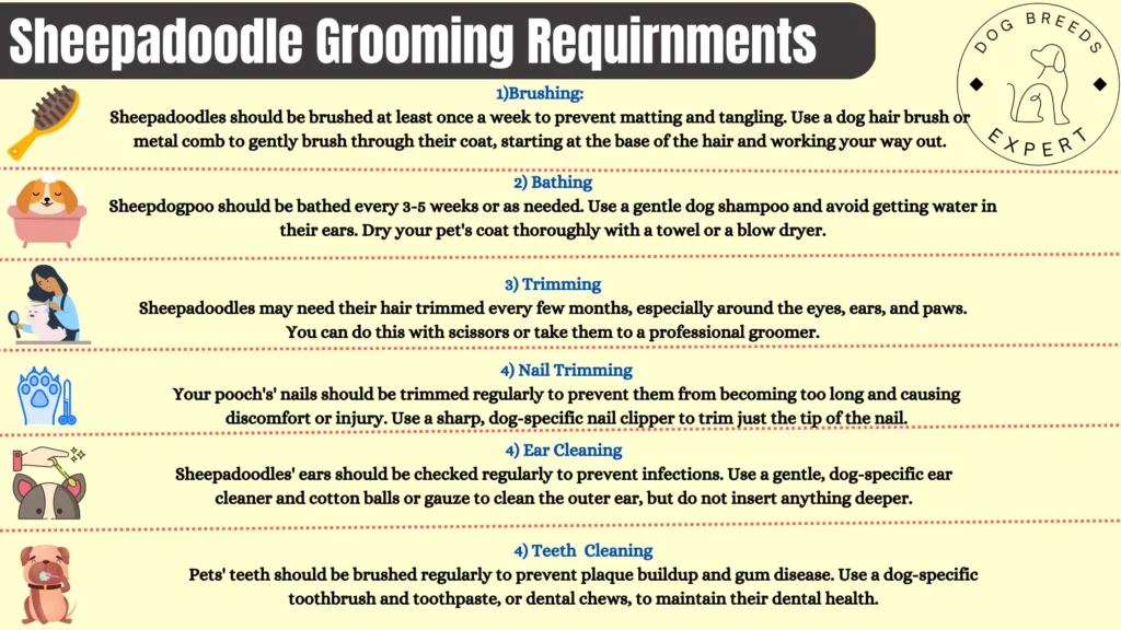 sheepadoodle grooming requitnments