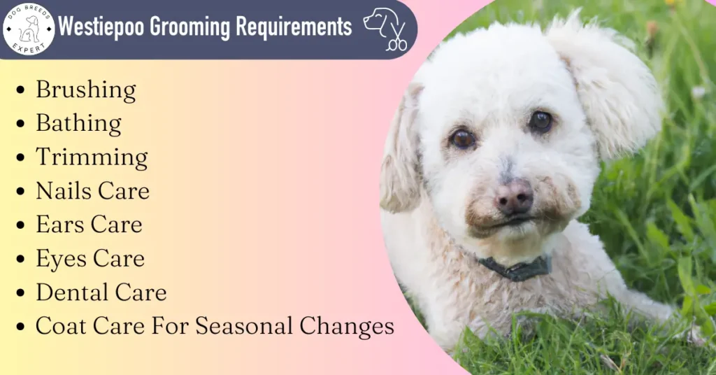Westiepoo grooming requirements
