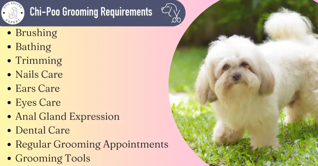 ChiPoo grooming requirements