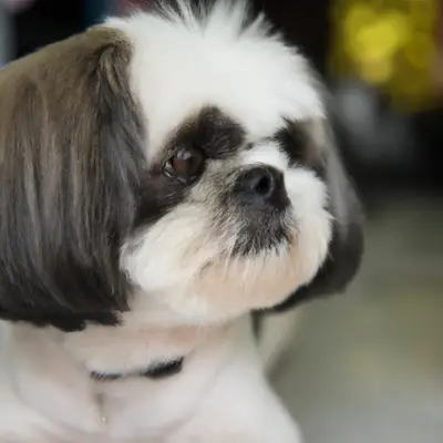 Shih-Poo