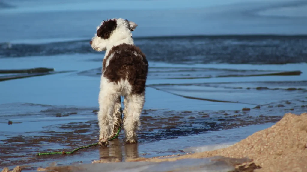 Aussiedoodle
