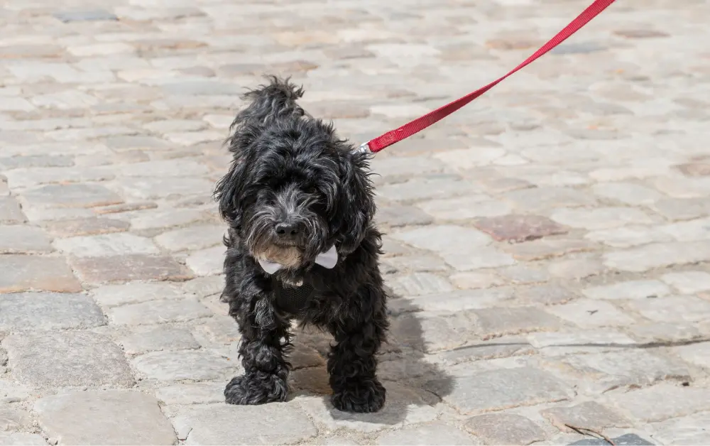 Schnoodle