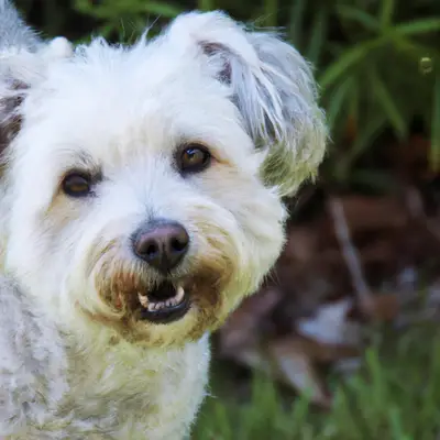 Westiepoo