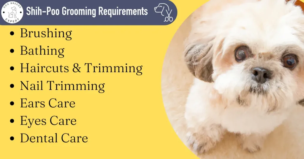 Shih-poo grooming Requirements