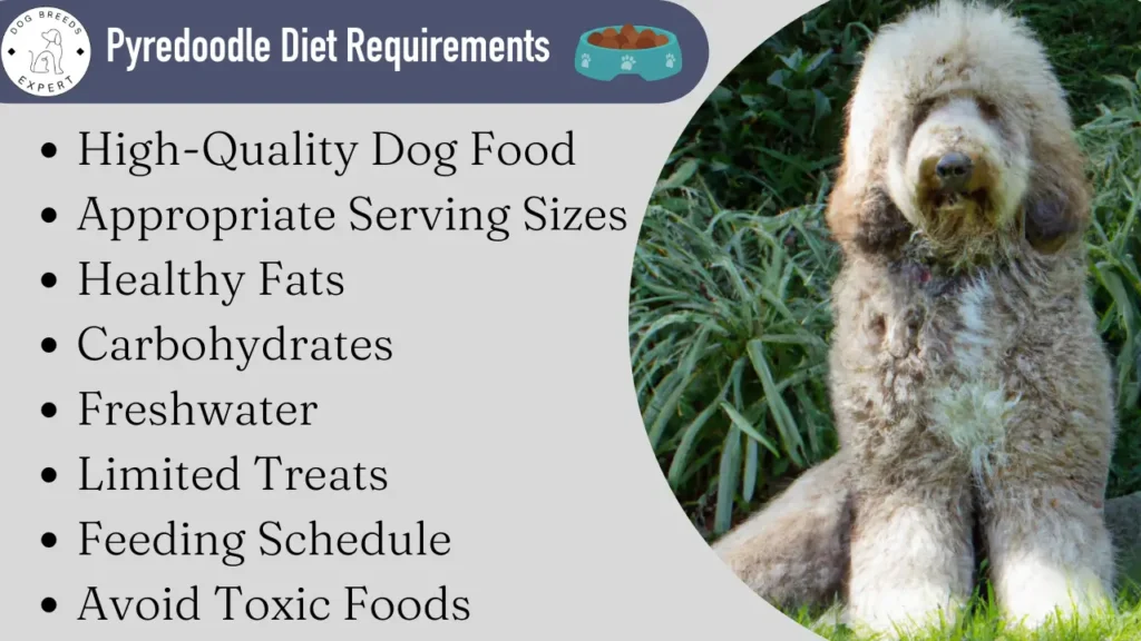 Pyredoodle diet requirements