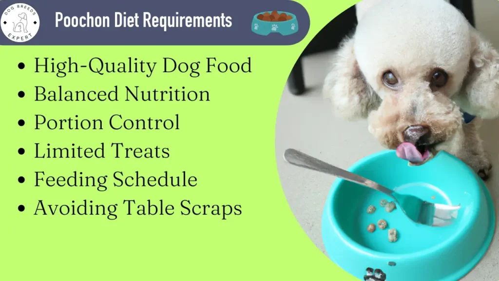 Poochon diet requirnements