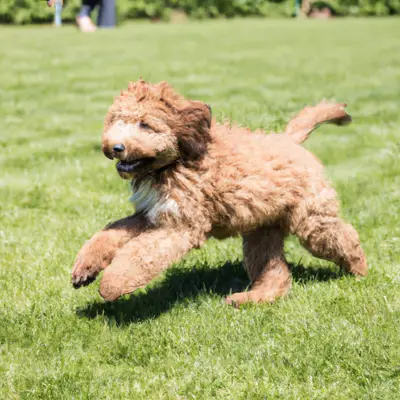 Bordoodle
