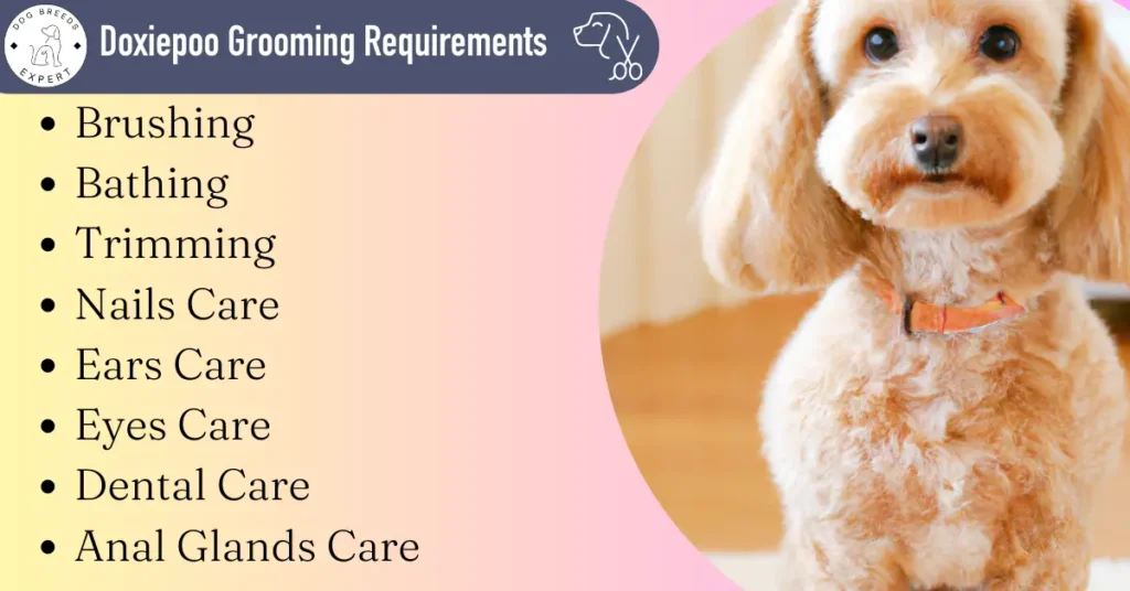 Doxiepoo grooming Requirements