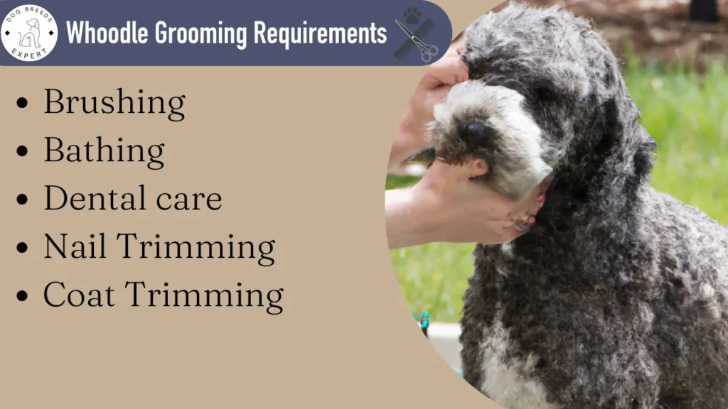 whoodles grooming requirnments 
