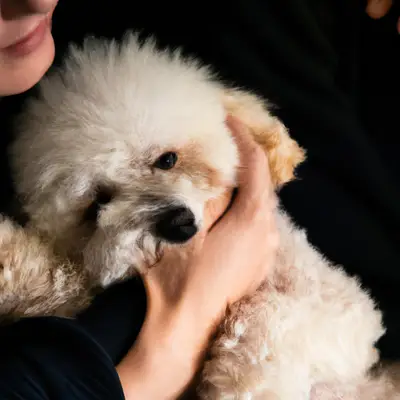 Poochon Mixed Dog Breed with owner
