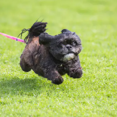 Pugapoo running