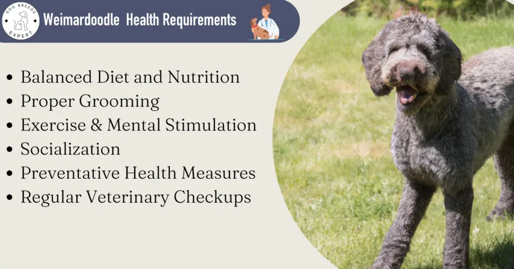 Weimardoodle health requirements