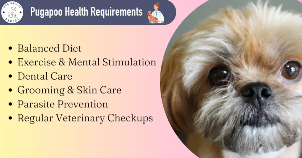 pugapoo Health Needs
