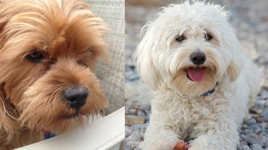 YorkiPoo
