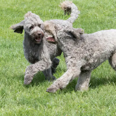 Weimardoodle