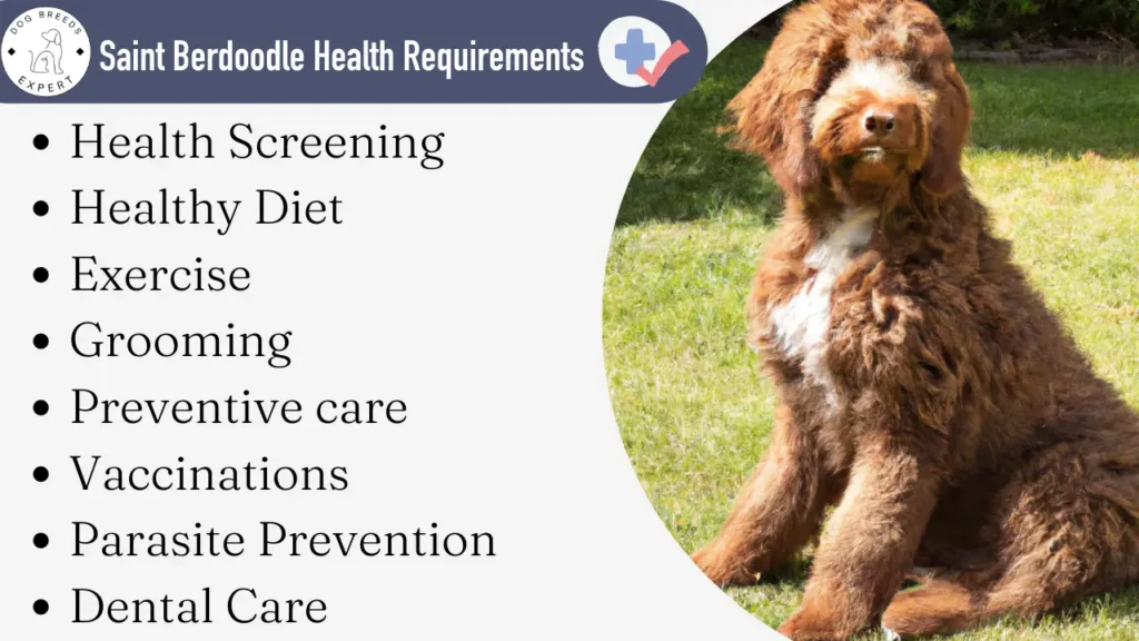 Saint Berdoodle health requirnments