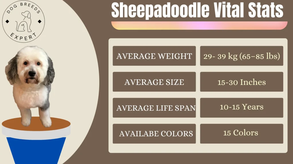 Sheepadoodle viral stats
